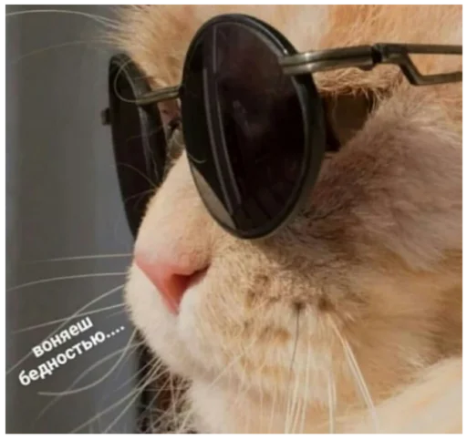 кошка аксессуар животное