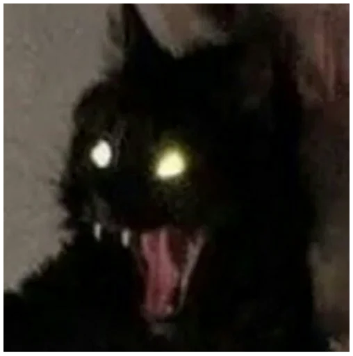 животное млекопитающее чёрная кошка