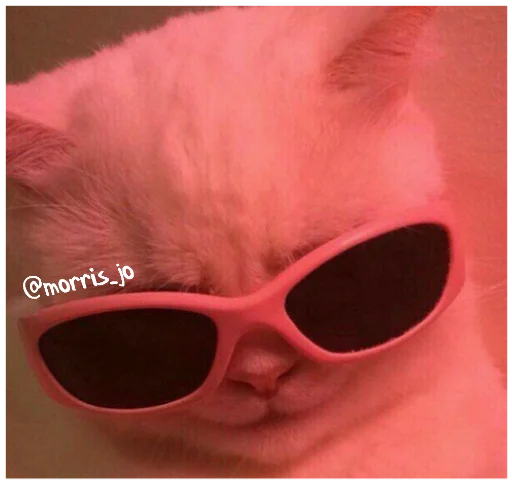 кошка животное аксессуар