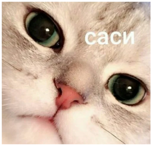 животное млекопитающее кошка