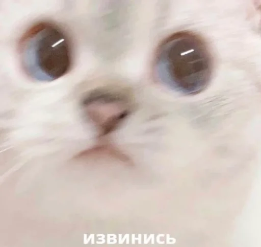 млекопитающее животное кошка