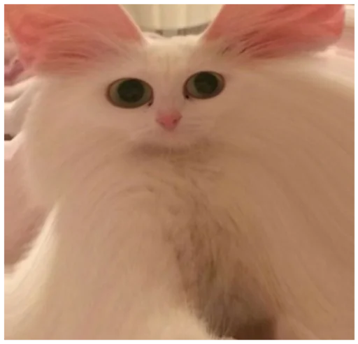 животное млекопитающее кошка