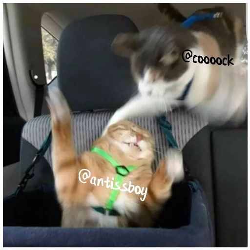 кошка животное кошки малого и среднего размера