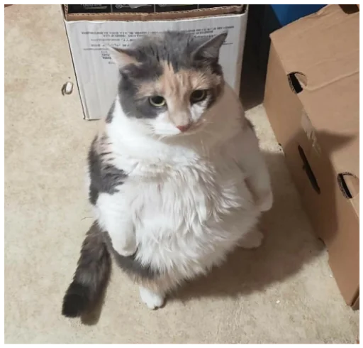 животное кошки малого и среднего размера кошачьи