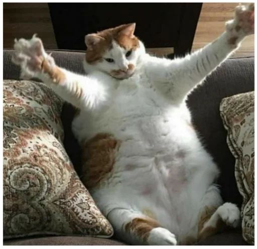 животное кошка млекопитающее