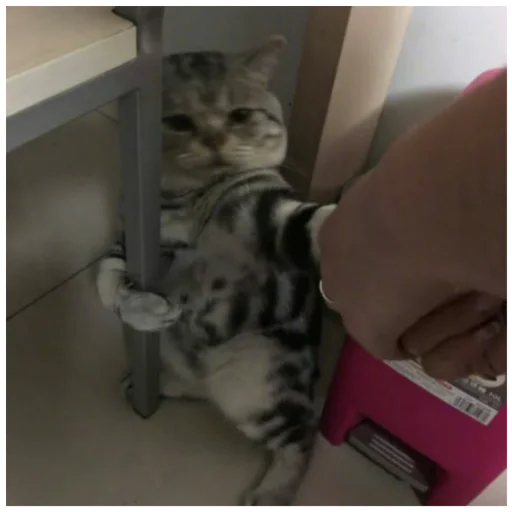 животное млекопитающее кошки малого и среднего размера