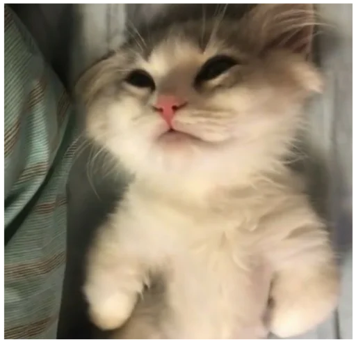 животное млекопитающее кошка