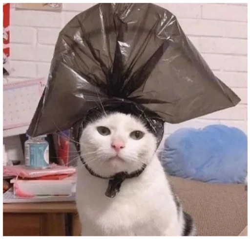 Туманчик Х3 🐱♥️ - животное