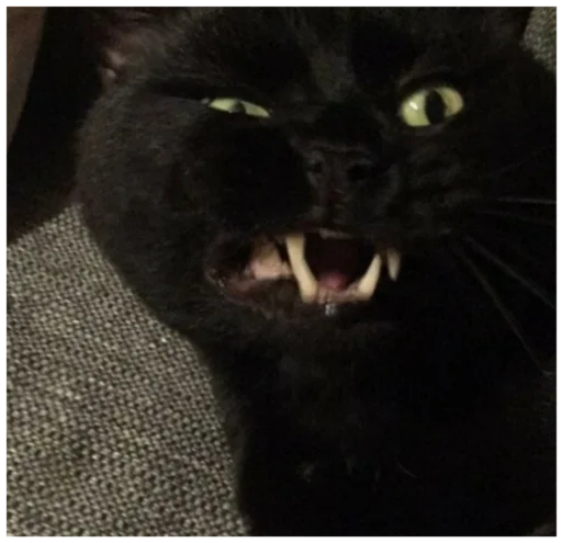 млекопитающее животное кошки малого и среднего размера