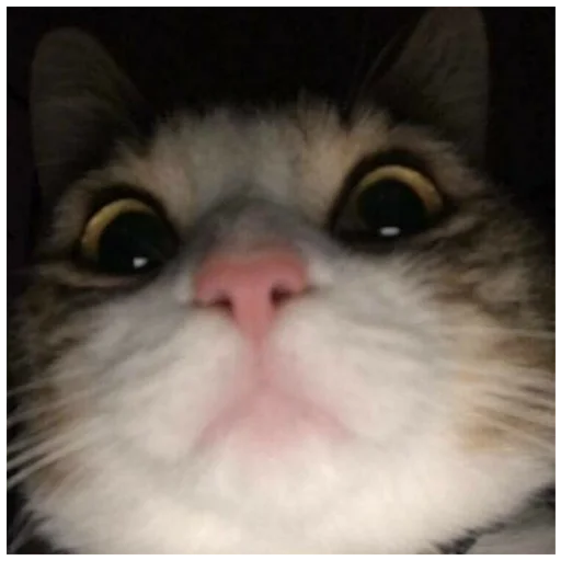 млекопитающее животное домашняя кошка