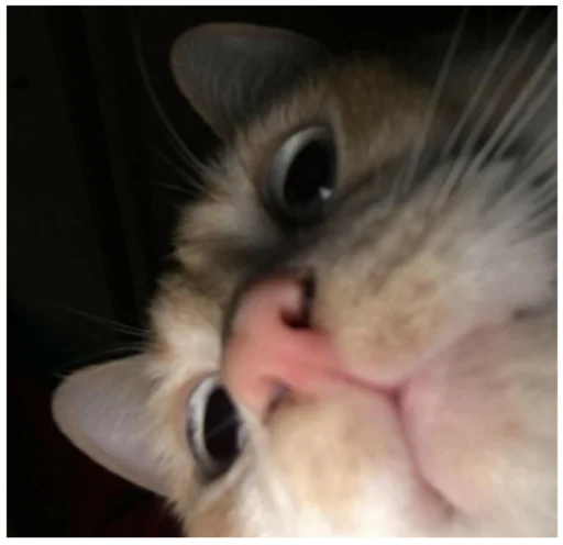 млекопитающее животное кошка