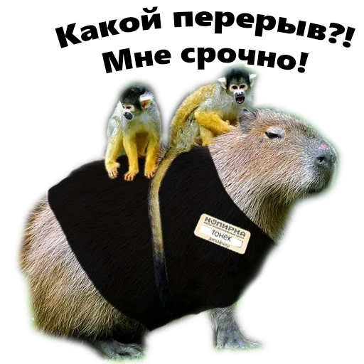 Sticker copy_bara - 1