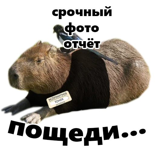 Sticker copy_bara - 1