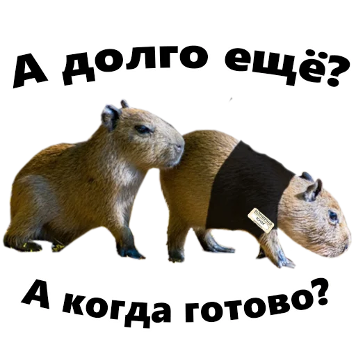 Sticker copy_bara - 1