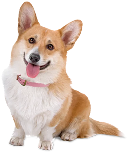 corgi - 