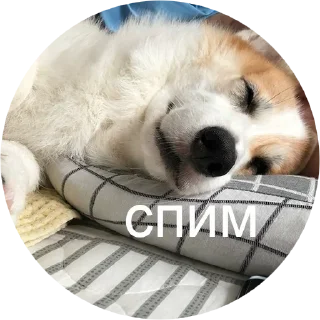 Стикер corgi chris - 2