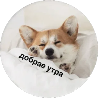 Стикер corgi chris - 9