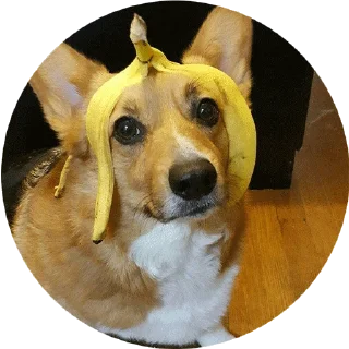 Стикер corgi chris - 5