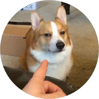 Стикер corgi chris - 10