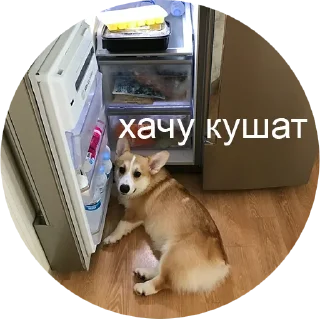 Стикер corgi chris - 8