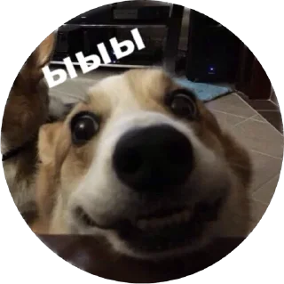 Стикер corgi chris - 7