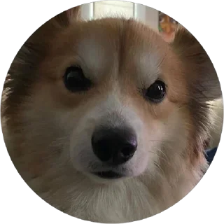Стикер corgi chris - 4