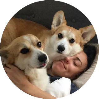 Стикер corgi chris - 3
