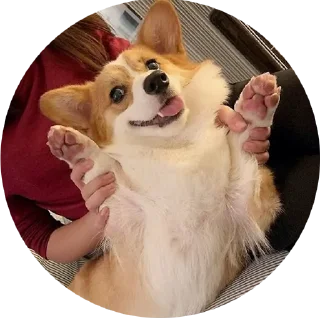 Стикер corgi chris - 1