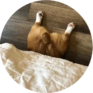 Стикер corgi chris - 0