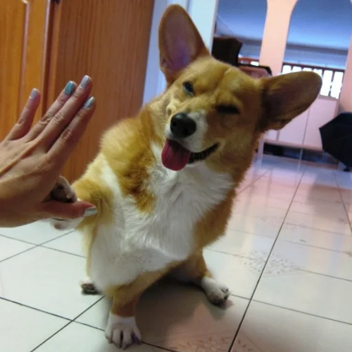 Sticker КОРГИ - 10