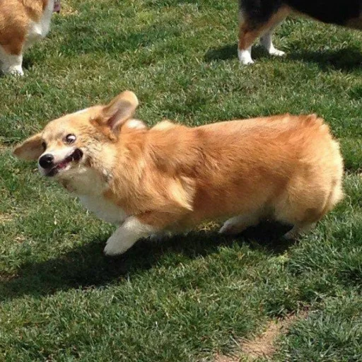 Sticker КОРГИ - 8