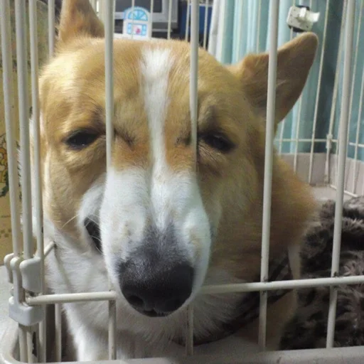 Sticker КОРГИ - 7