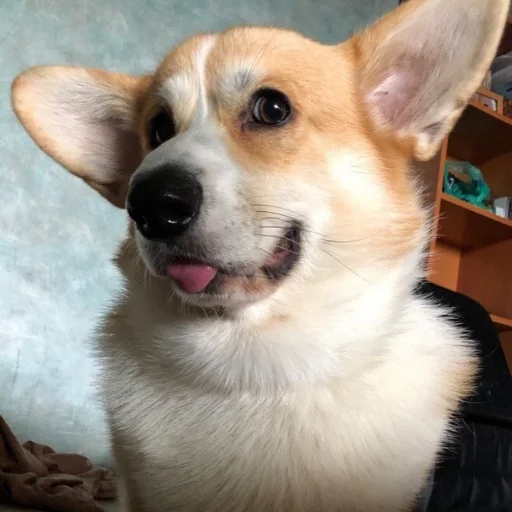 Sticker КОРГИ - 6