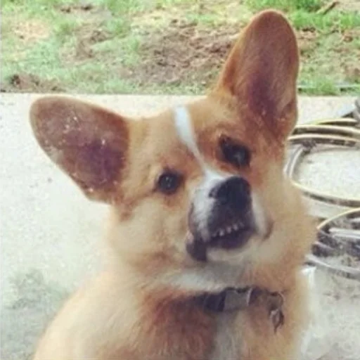 Sticker КОРГИ - 5