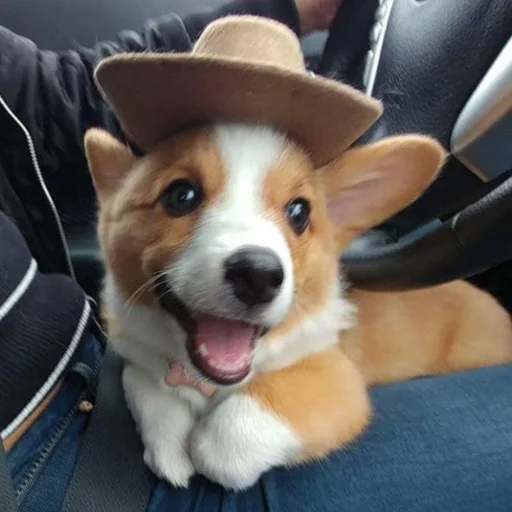 Sticker КОРГИ - 4