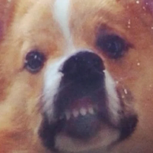 Sticker КОРГИ - 1