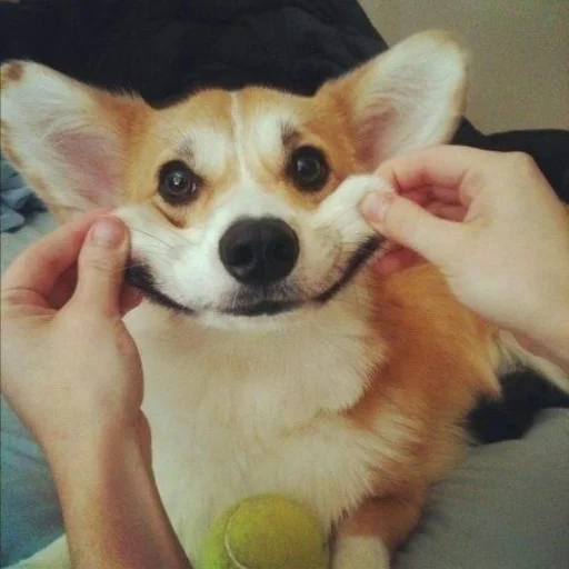 Sticker КОРГИ - 0