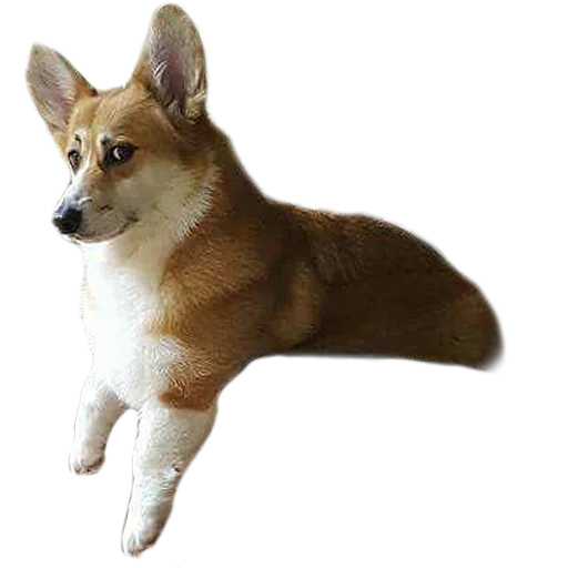 Стикер Corguage - 11