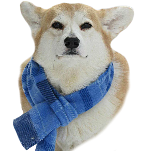 Стикер Corguage - 10