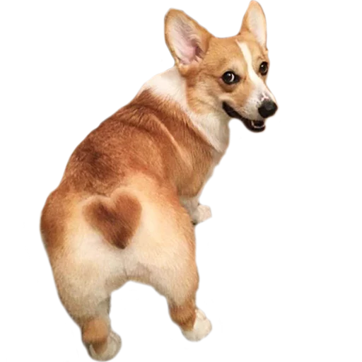 Стикер Corguage - 9