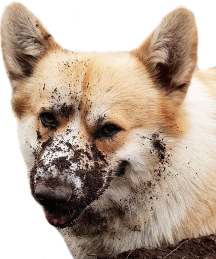 Стикер Corguage - 7