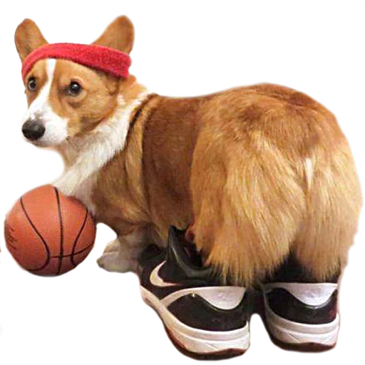 Стикер Corguage - 6