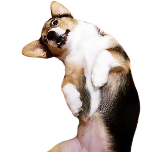 Стикер Corguage - 5