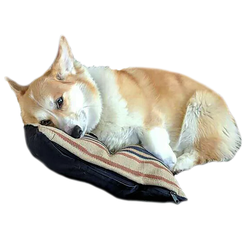 Стикер Corguage - 4