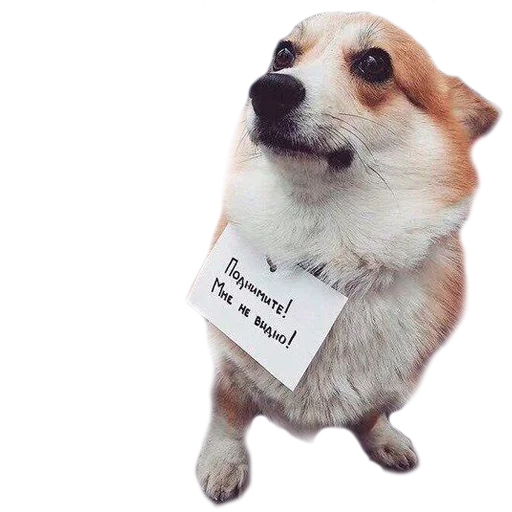 Стикер Corguage - 3