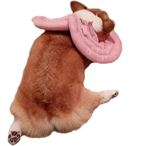 Стикер Corguage - 0