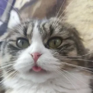 Стикер cotaphushit - 4