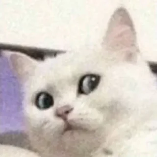 Стикер cotaphushit - 9