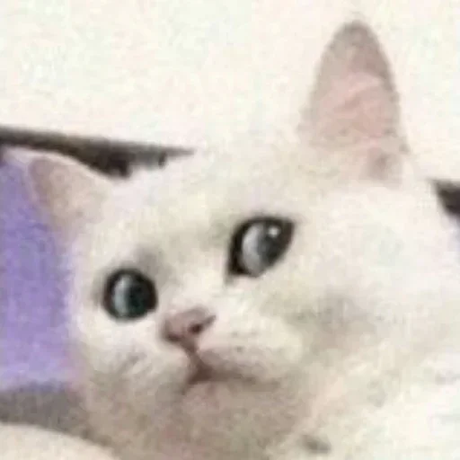 Sticker cotaphushit2 - 1