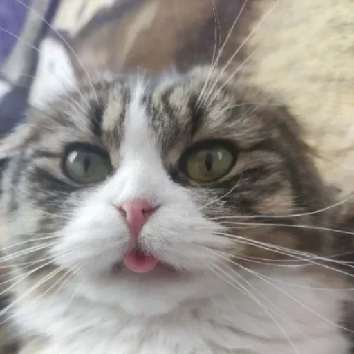 Sticker cotaphushit2 - 1